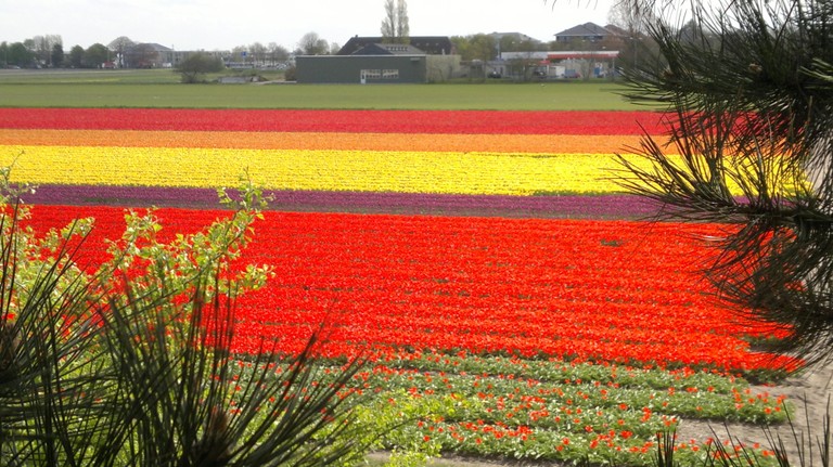 Campi di tulipani in fiore  - big