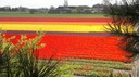 Campi di tulipani in fiore  - thumbnail