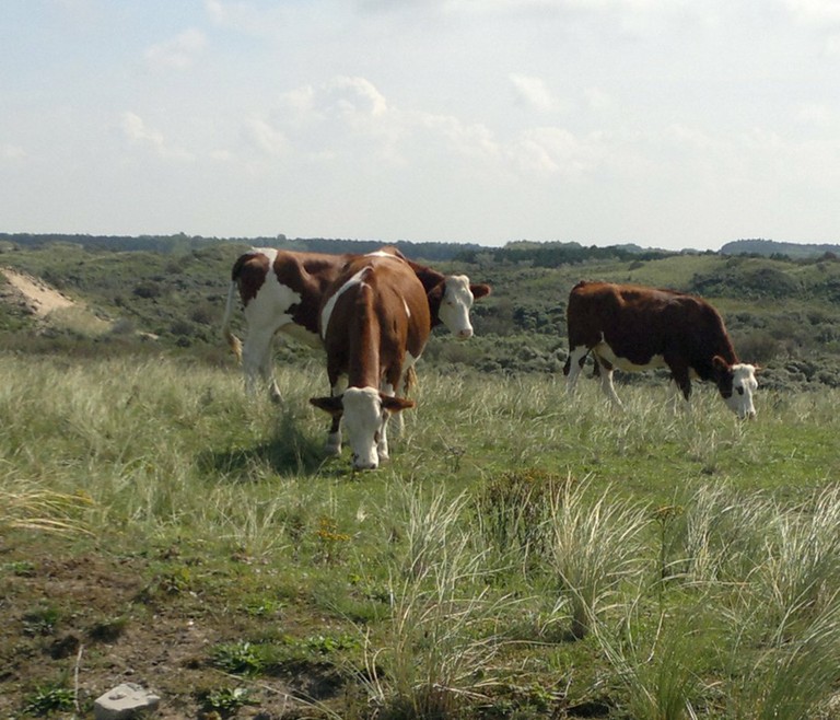 Mucche olandesi - big