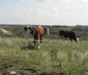 Mucche olandesi - thumbnail